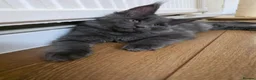 Maine Coon cats for sale: GCCF Gorgeous mainecoon kittens  - Advert 7