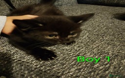 Mixed Breed cats for sale: 2 boys Turkish angora x  - Image 4