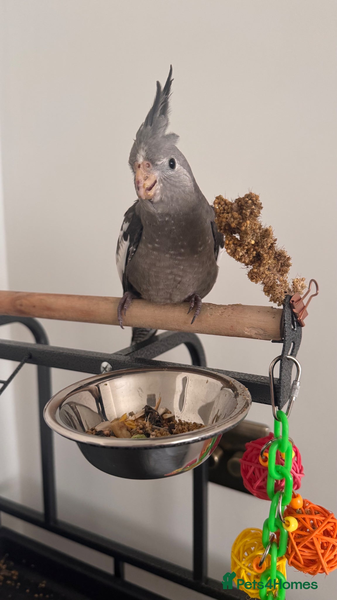 Cockatiels birds Grey Cockatiel - Advert 2