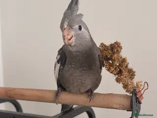 Cockatiels birds Grey Cockatiel - Advert 1