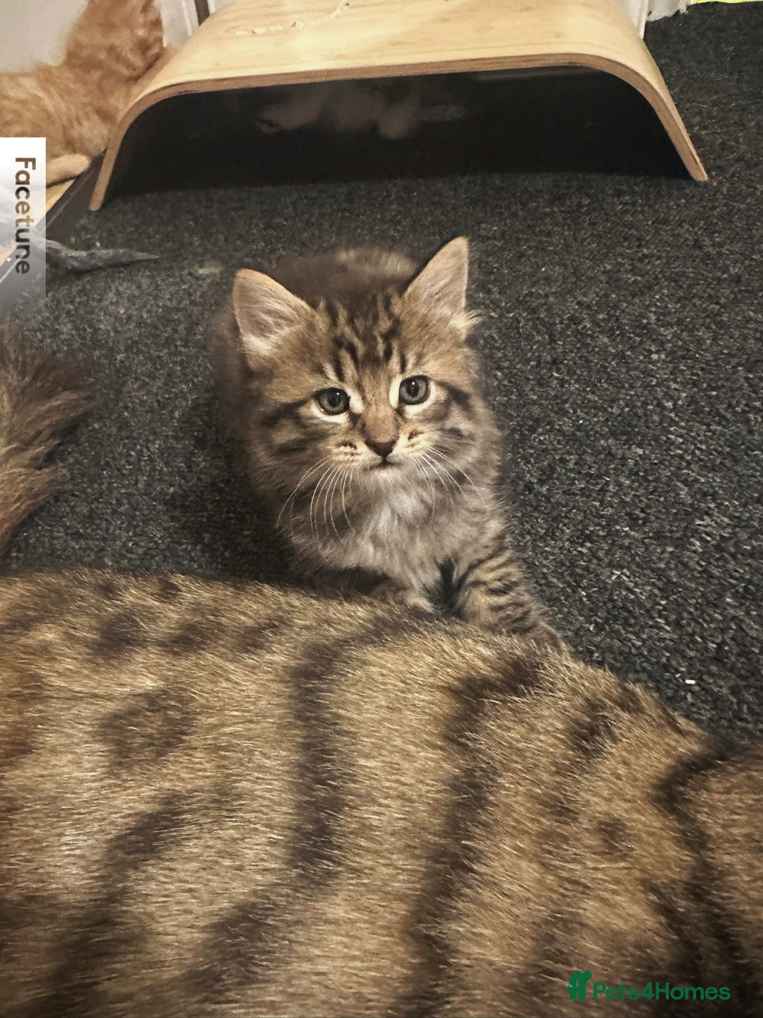Mixed Breed cats for sale: For Sale: 5 Adorable Male Kittens 🐾 - Image 9