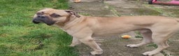 Mixed Breed dogs for sale: Bull mastiff / Cane corso cross - Advert 1