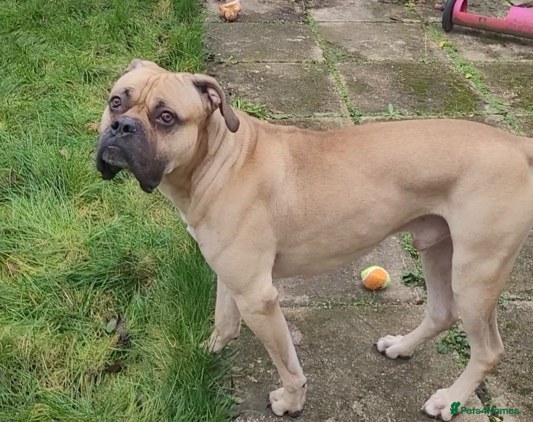 Mixed Breed dogs for sale: Bull mastiff / Cane corso cross - Advert 1
