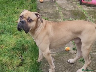 Mixed Breed dogs Bull mastiff / Cane corso cross - Advert 1