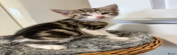 Domestic Shorthair cats for sale: 🐾✨ BEAUTIFUL RARE CALICO/TIGER PATTERN BOYS ✨🐾 - Advert 8