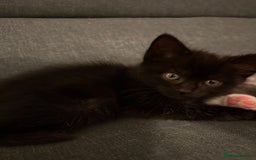 Ragdoll cats for sale: Ragdoll cross kittens - Image 3