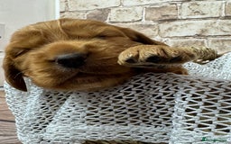 Cocker Spaniel dogs for sale: Cocker Spaniel puppies - Image 11