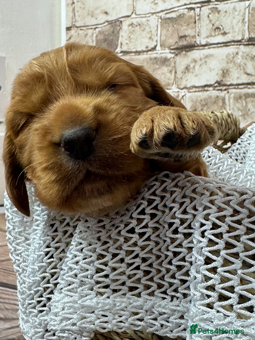 Cocker Spaniel dogs for sale: Cocker Spaniel puppies - Image 11