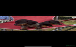 Miniature Dachshund dogs for sale: Miniature Dachund  - Image 3