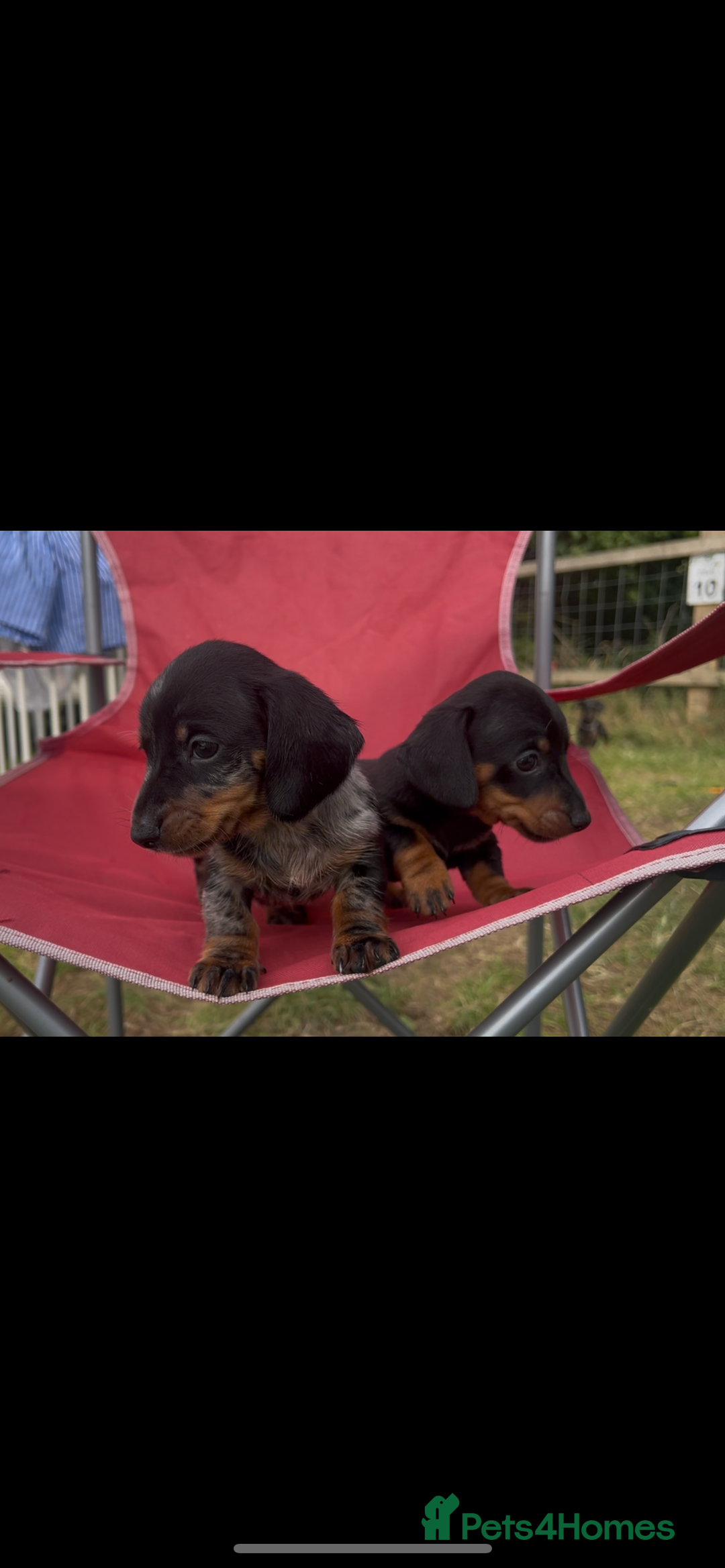 Miniature Dachshund dogs for sale: Miniature Dachund  - Image 3