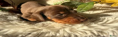Miniature Dachshund 2