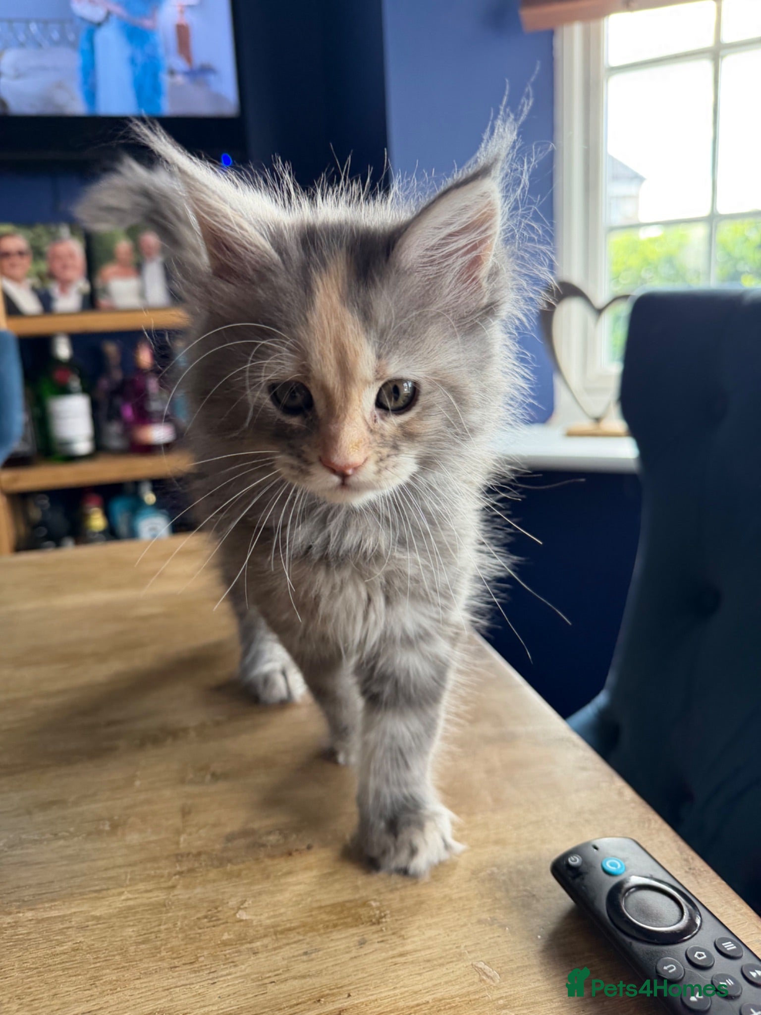 Maine Coon cats Beautiful Mainecoon kittens ready for loving homes - Advert 5