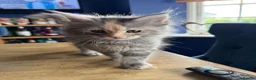 Maine Coon cats for sale: Beautiful Mainecoon kittens ready for loving homes - Advert 15