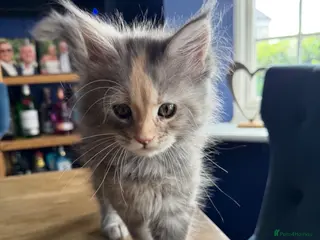 Maine Coon cats Beautiful Mainecoon kittens ready for loving homes - Advert 5