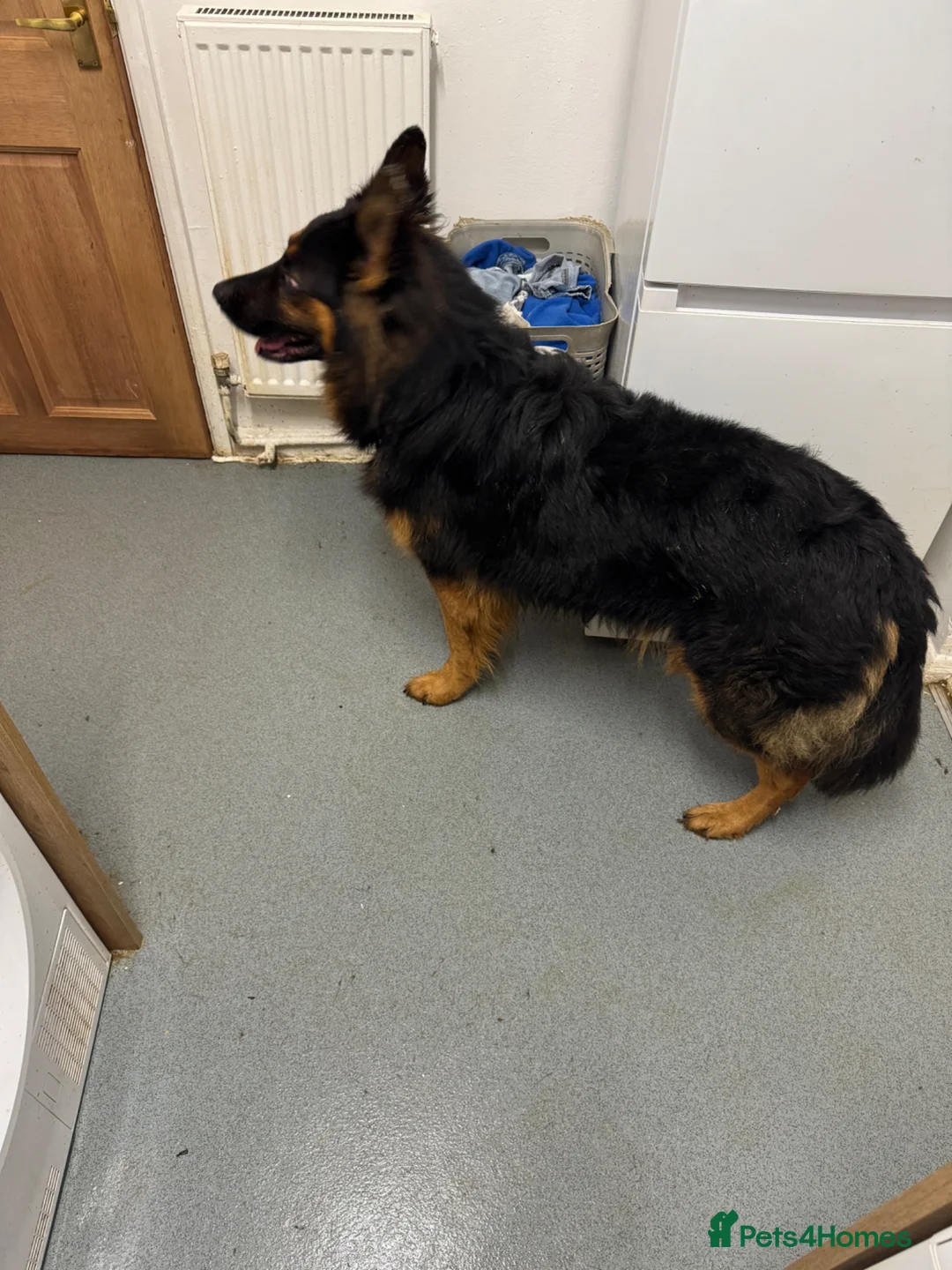 German Shepherd dogs for sale: Beautiful litter of German Shepard puppies - Advert 15