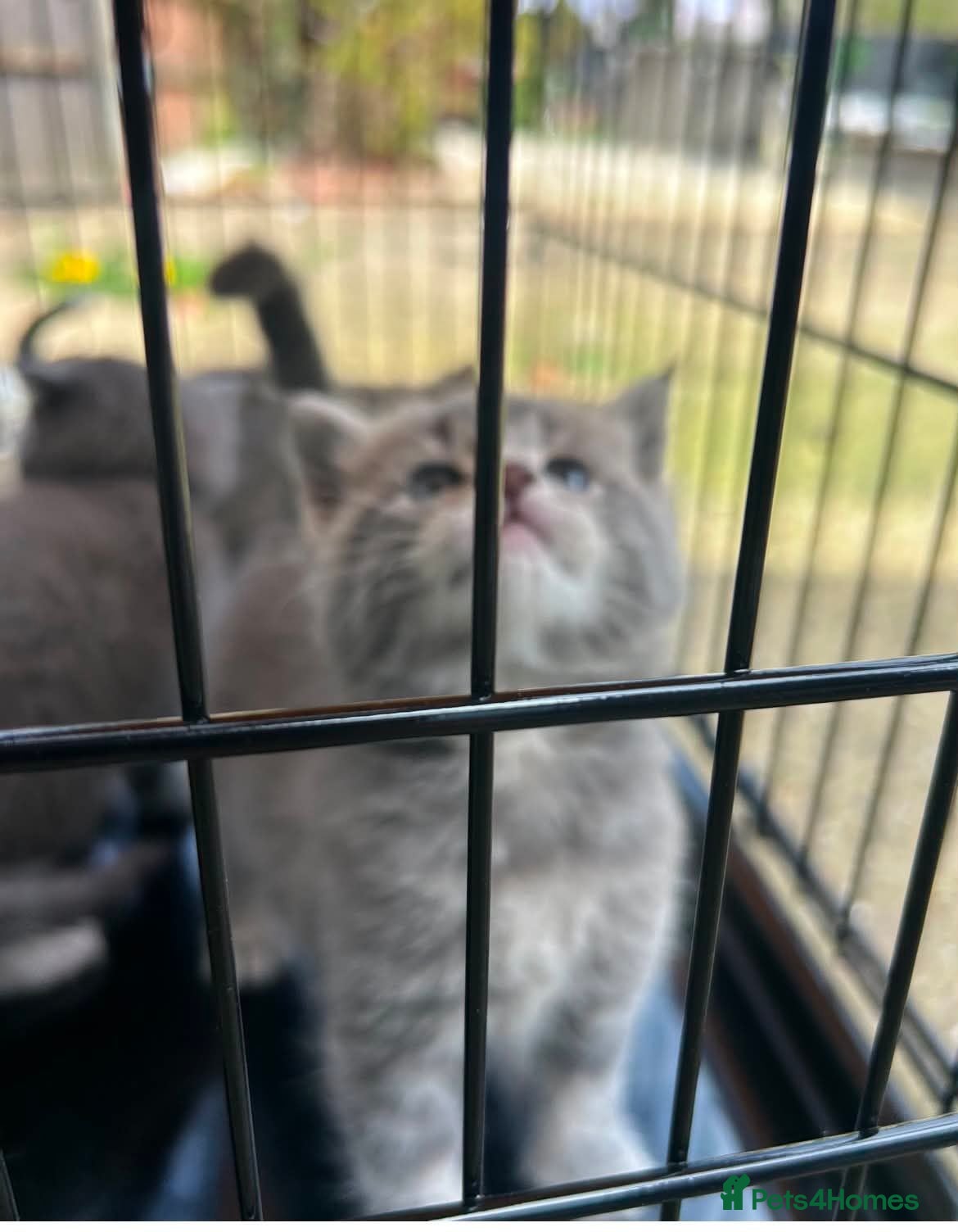 Maine Coon cats Mainecoon kittens blue/slivers greys  - Advert 16