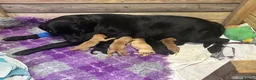Labrador Retriever dogs for sale: Beautiful Labrador Retriever Puppies in Tiverton - Advert 5