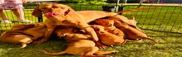 Hungarian Vizsla dogs for sale: KC REGISTERED VIZSLA PUPPIES  in Knutsford - Advert 1