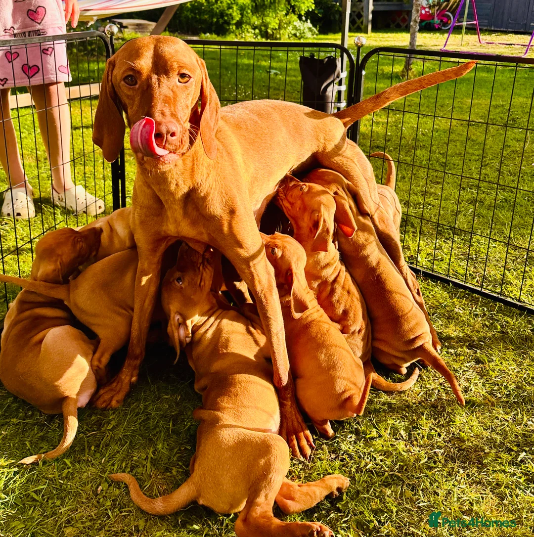 Hungarian Vizsla dogs for sale: KC REGISTERED VIZSLA PUPPIES  in Knutsford - Advert 1