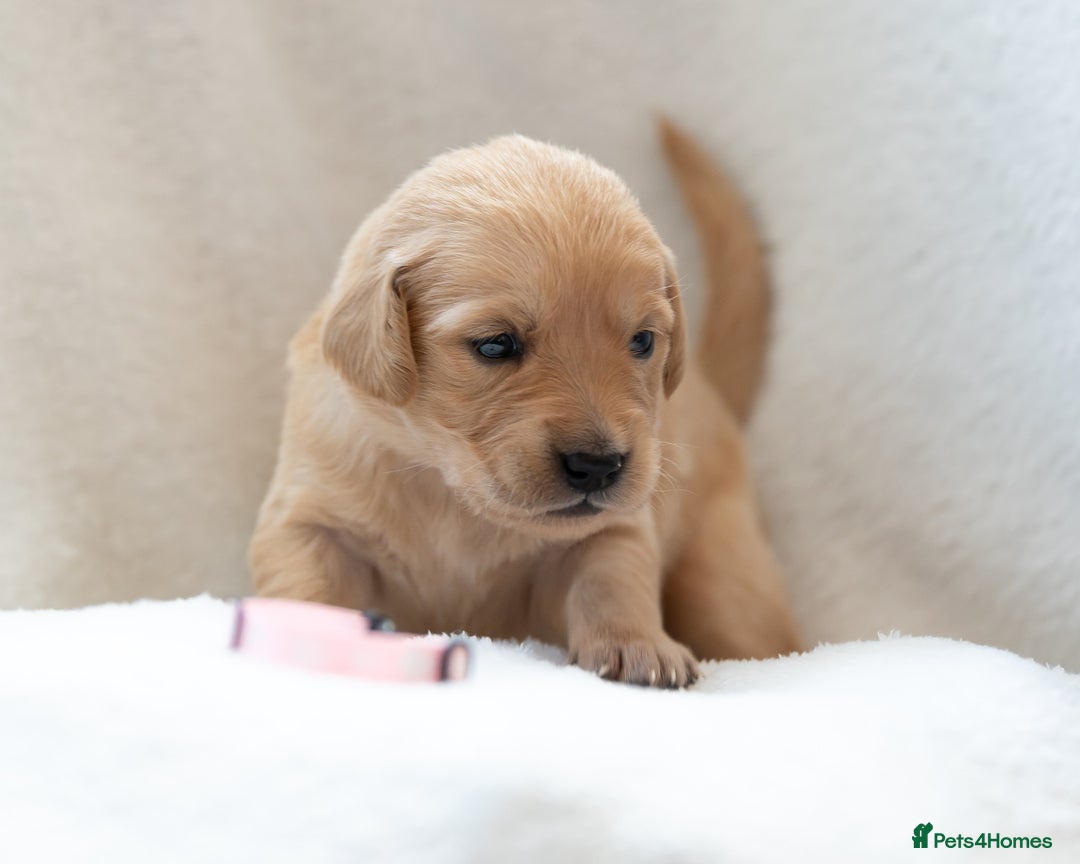 Golden Retriever dogs for sale: Golden Retiever Puppies   - Image 7