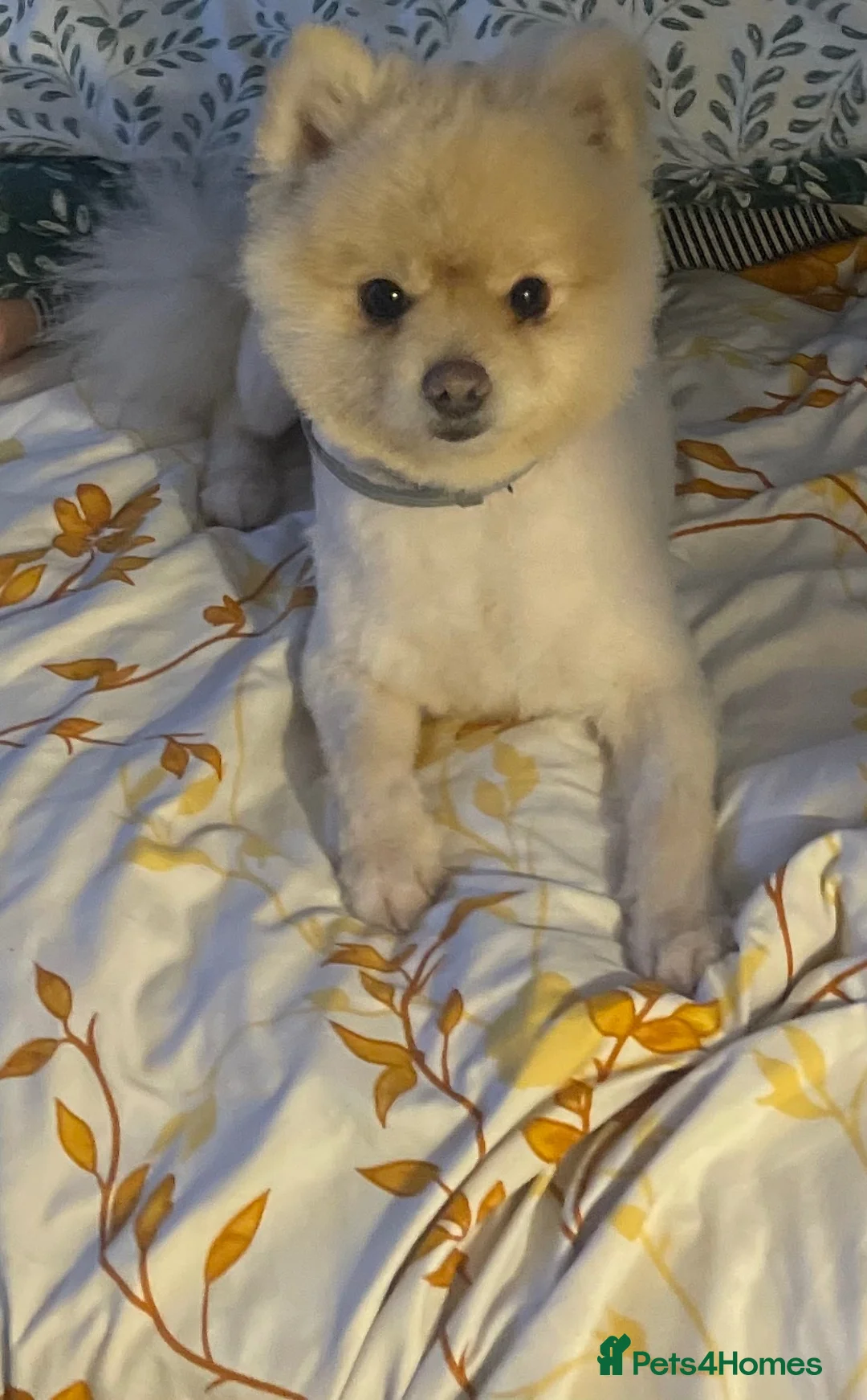 Pomeranian dogs for stud: Pomeranian dog for stud - Advert 2