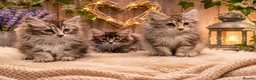 Kurilian Bobtail cats for sale: Beautiful silver tabby Kurilian bobtail kittens  in Stoke-on-Trent - Advert 5