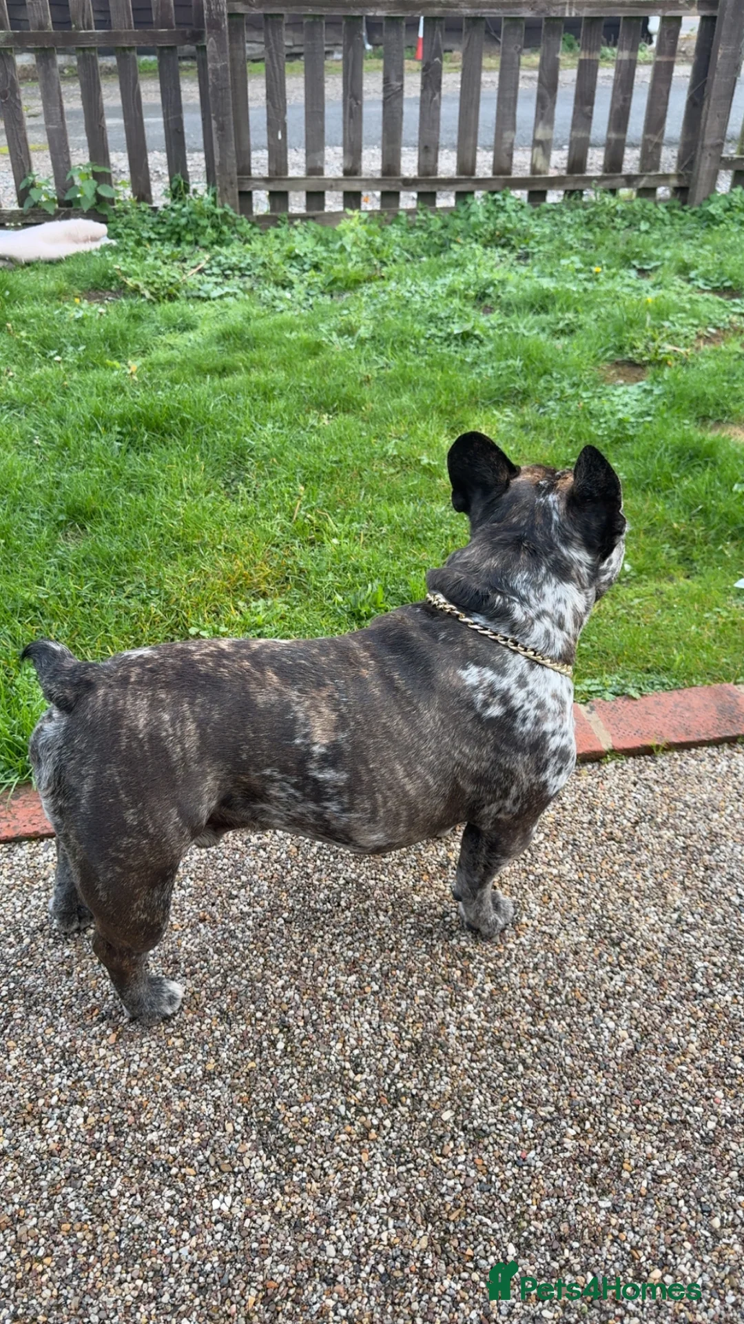 French Bulldog dogs for stud: 98% pure breed frenchie for stud  - Advert 4