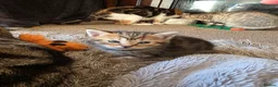 Mixed Breed cats for sale: Adorable Mixed Colour Kittens,Tabby, White, calico in Guildford - Advert 5