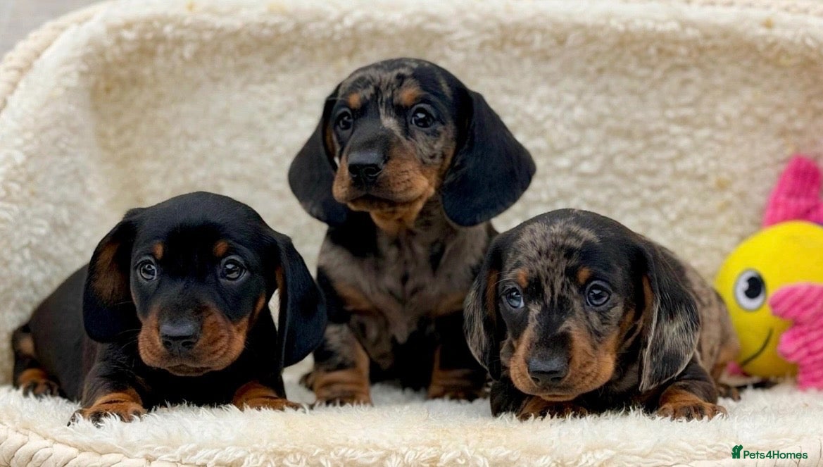 Dachshund dogs Gorgeous miniature dachshund puppies  - Advert 1