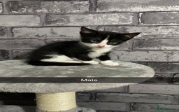 Mixed Breed cats for sale: 7 beautiful 8 week kittens  - Image 7