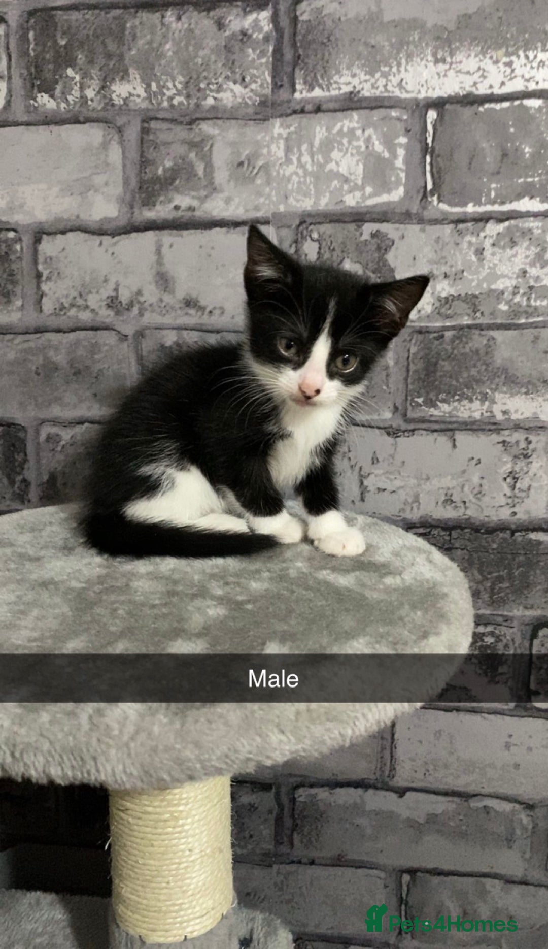 Mixed Breed cats for sale: 7 beautiful 8 week kittens  - Image 7