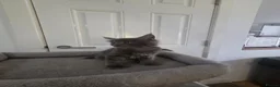 Maine Coon cats for sale: UNIQUE ACTIVE MAINCOON BABBIES😍 - Advert 21