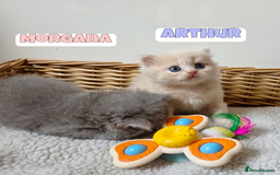 British Shorthair cats for sale: 🧡💙 British Longhair Babies 💙🧡 - Image 2