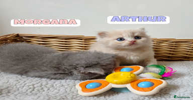 British Shorthair cats - Advert 15