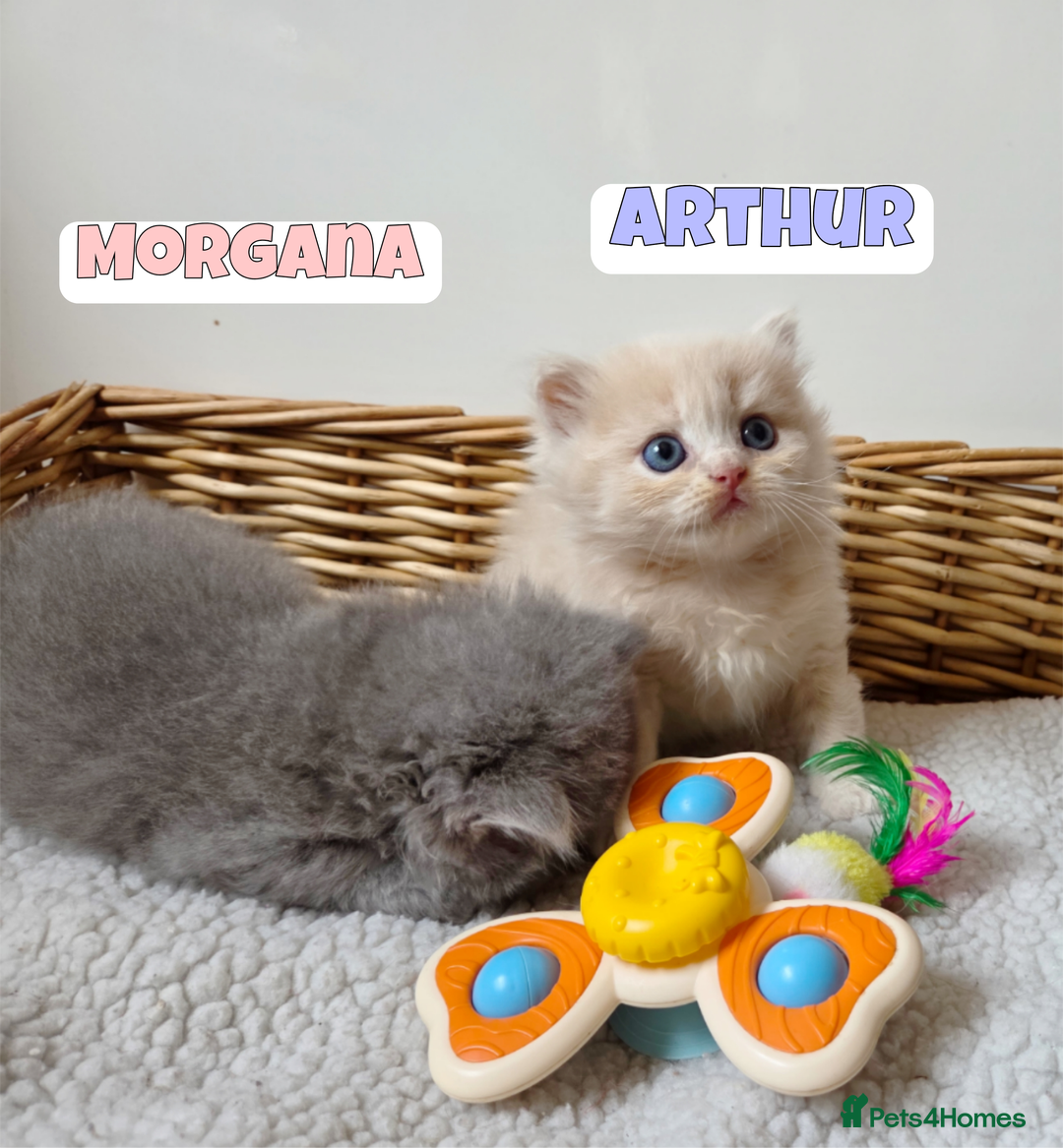 British Shorthair cats for sale: 🧡💙 British Longhair Babies 💙🧡 - Image 2