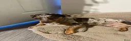 Mixed Breed dogs for sale: Dachshund/Chihuahua/mix breed - Advert 4