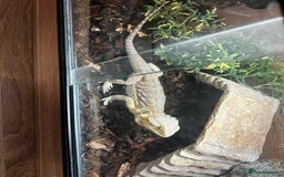 Bearded Dragon reptiles for sale: Bearded dragon and full set up  - Image 5