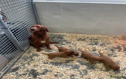 Irish Setter dogs for sale: Purebred Irish setter pups for sale - Advert 7