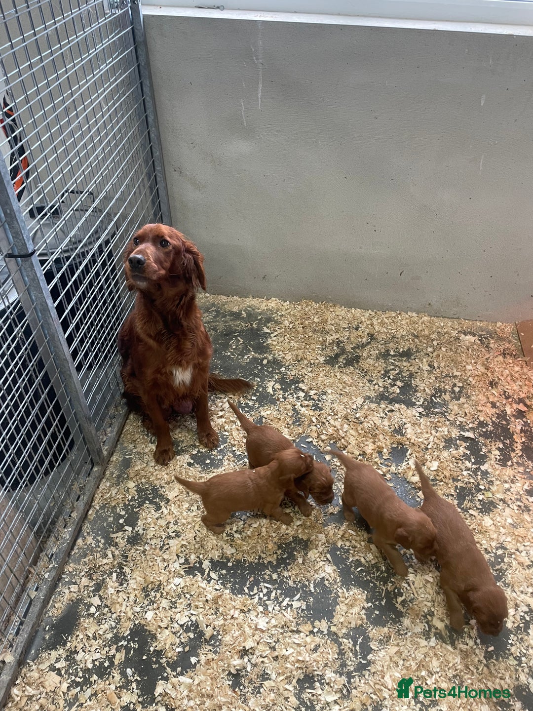 Irish Setter dogs for sale: Purebred Irish setter pups for sale - Advert 7