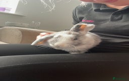 Dwarf Lop rabbits for sale: Mini lop and lion head  - Image 8