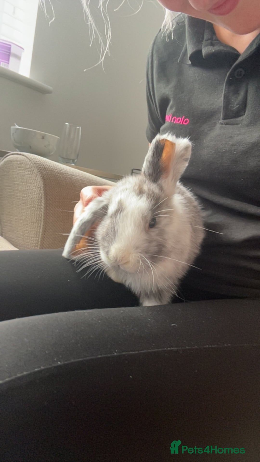 Dwarf Lop rabbits for sale: Mini lop and lion head  - Image 8