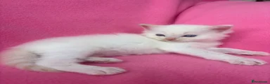 Ragdoll 1
