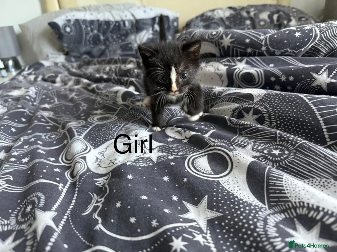 Domestic Shorthair cats for sale: 6 beautiful babies 5 boys and 1 girl - Image 10