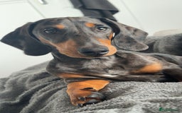 Dachshund dogs for stud: Stunning Otis for stud  in Mexborough - Image 2