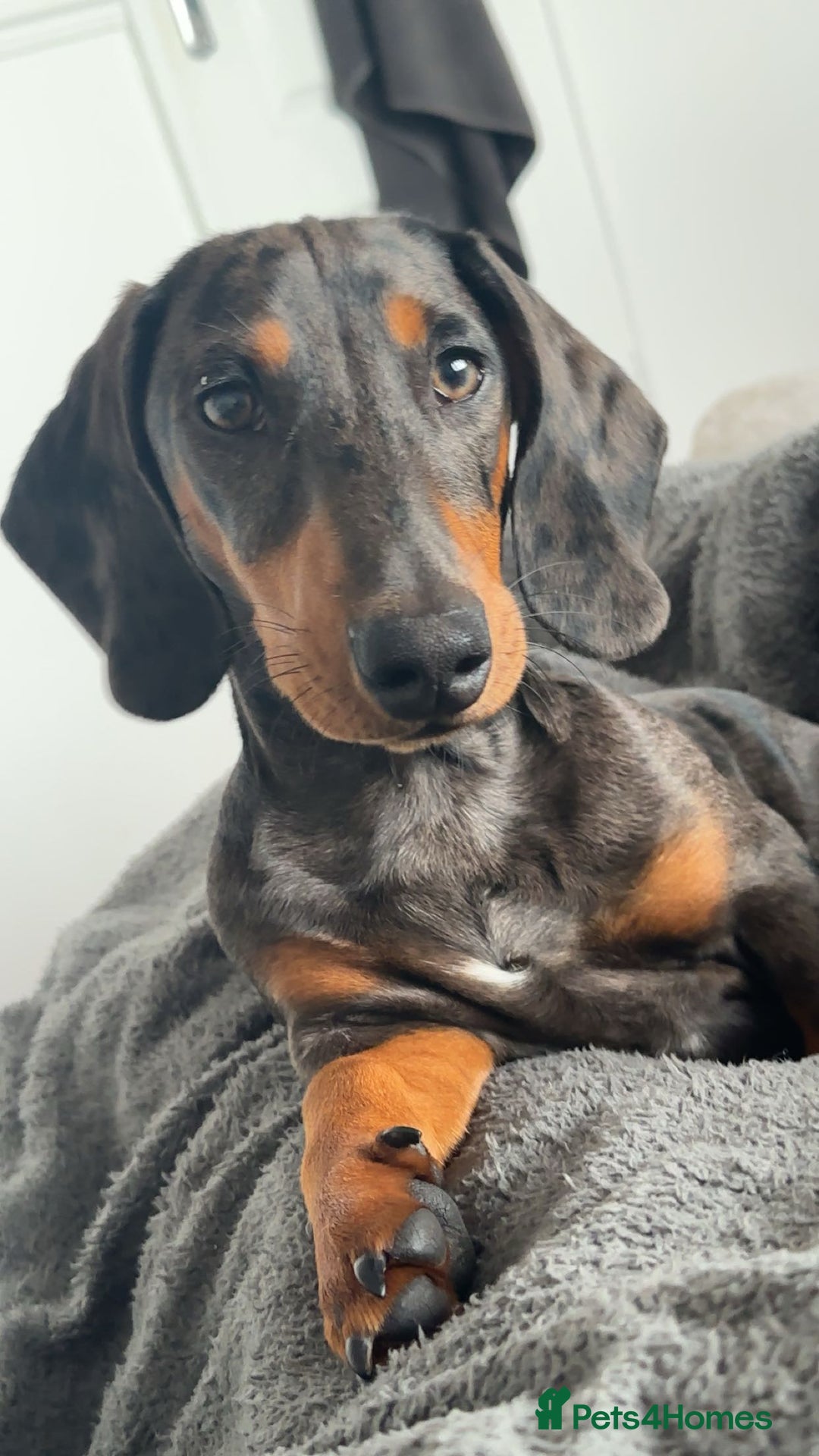 Dachshund dogs for stud: Stunning Otis for stud  in Mexborough - Image 2