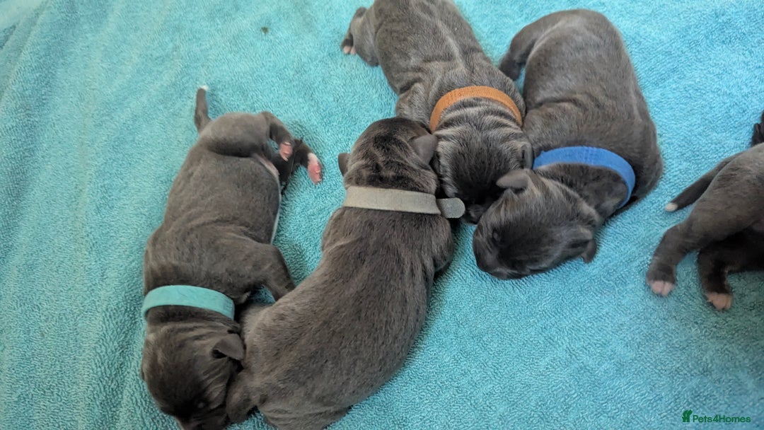 Staffordshire Bull Terrier dogs for sale: Beautiful KC reg Staffordshire bull terriers - Advert 23