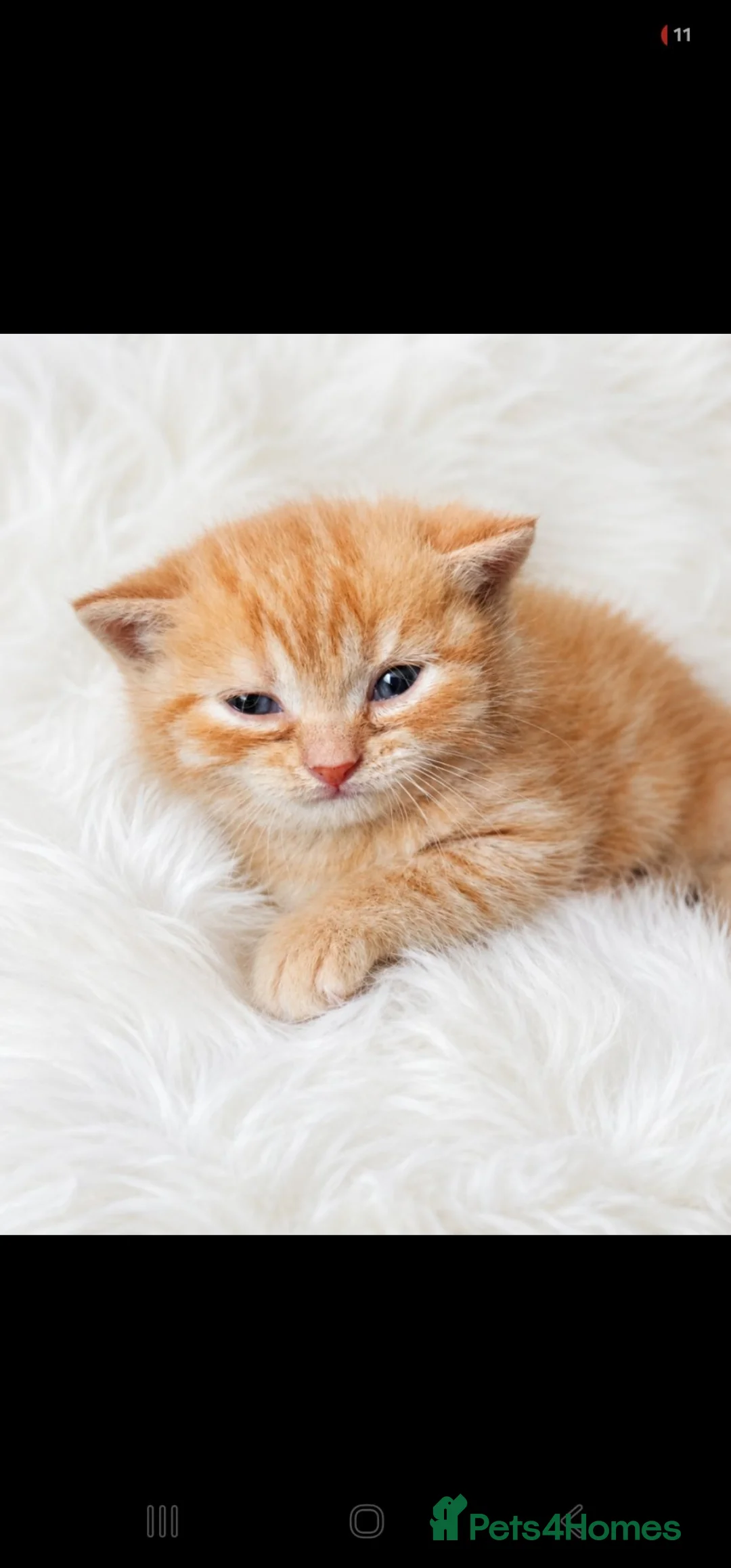 British Shorthair cats for sale: GCCF registered kittens - Advert 2
