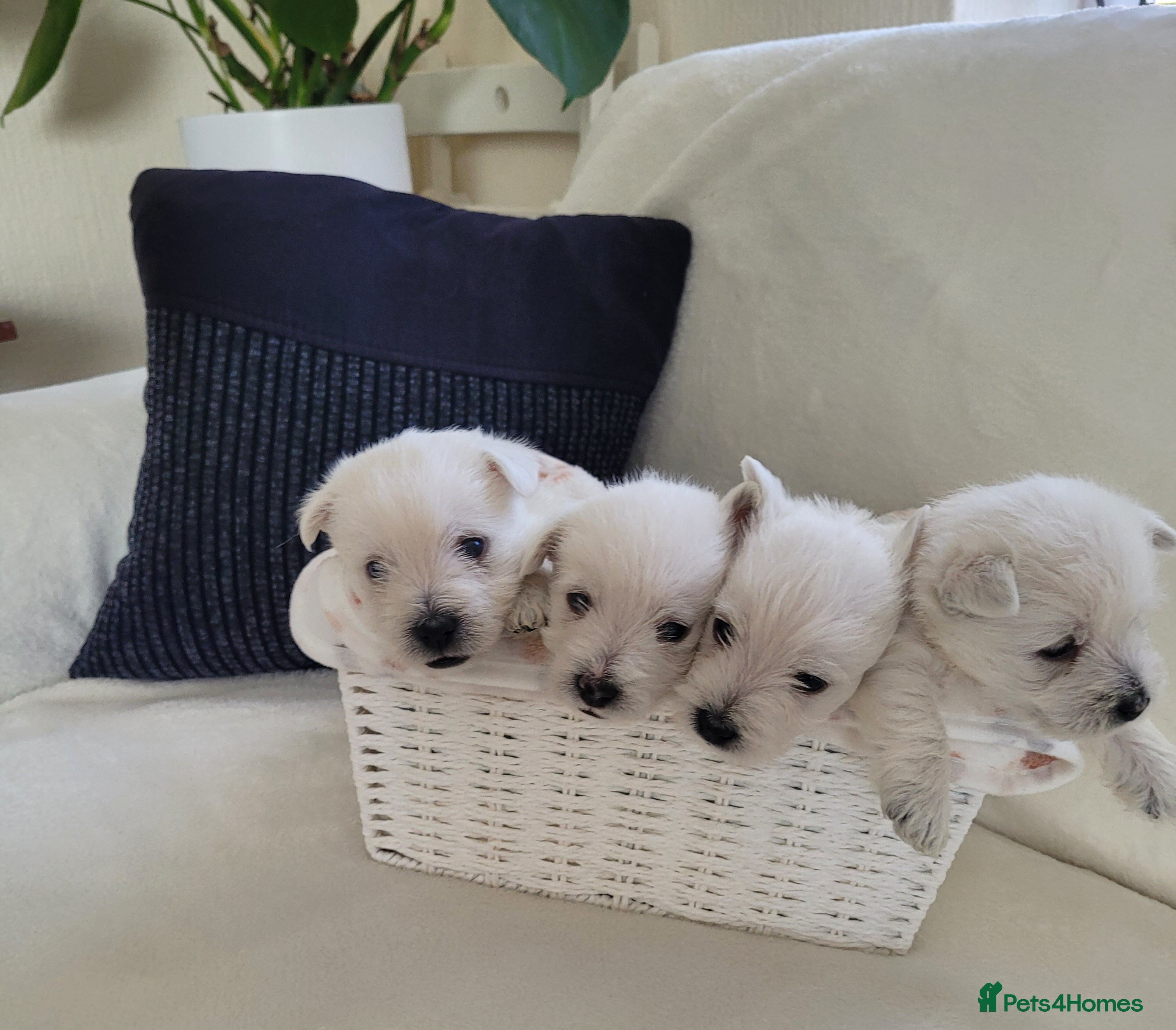 West Highland Terrier dogs KC Regist. – 3 Gorgeous Boys, Excellent Pedigree  - Advert 1