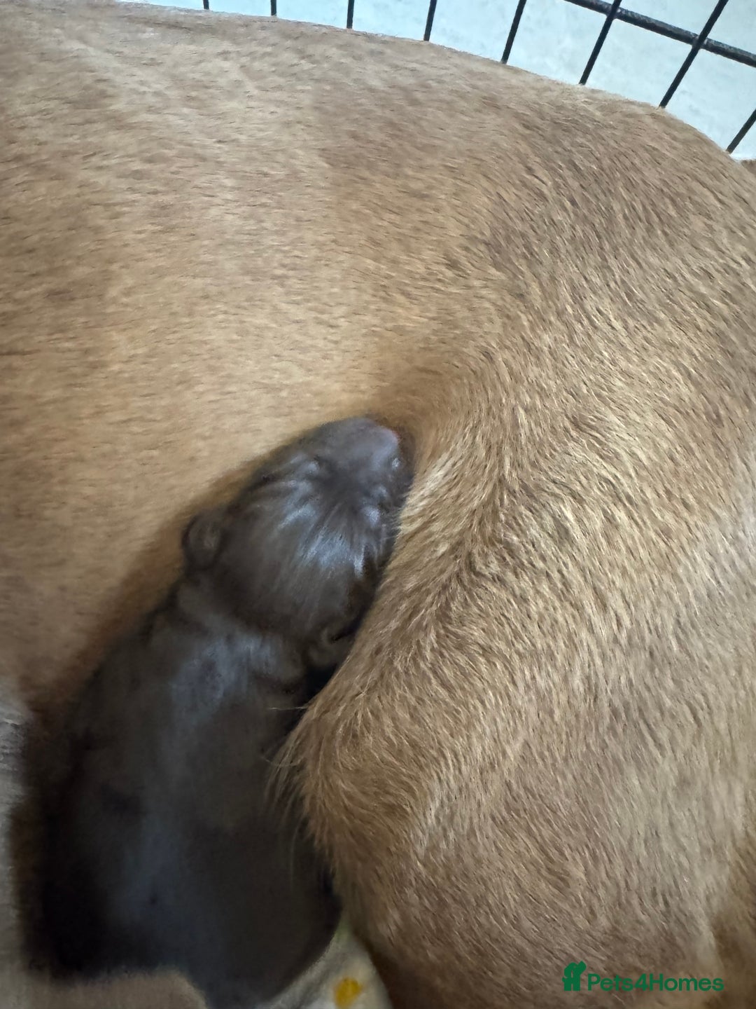 Labrador Retriever dogs for sale: Labradors Chunky chocolate x2 males  - Image 8