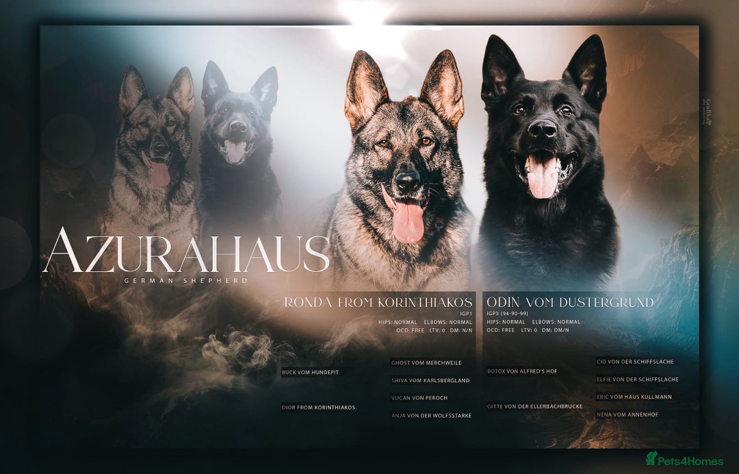 German Shepherd dogs for sale: Exceptional Working-Line German Shepherd - Advert 2